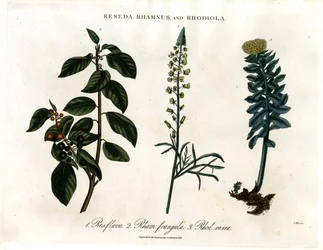 Reseda; Rhamnus e Rhodiola