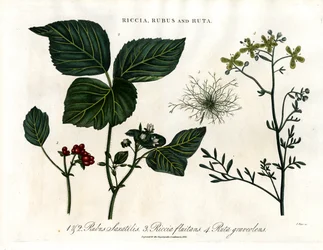 Riccia;Rubus e Ruta