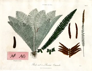 Feto real (Osmunda)