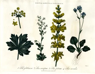 Sage;Sanicle e Saxifrage Espécies