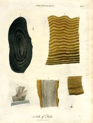Escamas de peixes