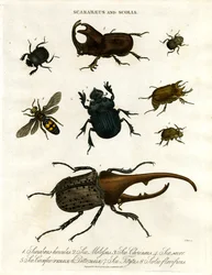 Scarabaeus e Scolia (escaravelhos e vespas escavadoras)