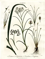 Espécies de Scirpus