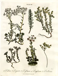 Sedum: Várias espécies de Stonecrop