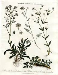 Selinum; Silene e Sibbaldia