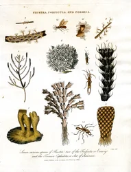 Sete espécies curiosas de Flustra; duas de Forficula ou Earwig; e a Formica Cephalotes; ou Formiga do Suriname