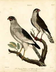 Falcão-cantor e Gavião-africano