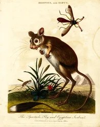 Mosca do espetáculo e Jerboa egípcia