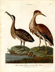 Garça estrelada e Garça pequena