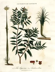 Cana-de-açúcar e sândalo
