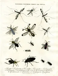 Tenebrio;Tenthedo;Tripes e Tipula - Diversidade de Insectos