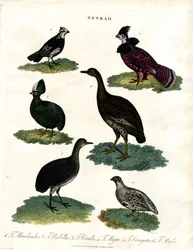 Espécies de Tetrao (Galo silvestre)