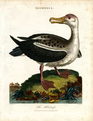 O albatroz