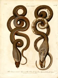 O Cæcus, ou víbora secreta, e a Cobra de Capello, ou víbora de óculos