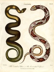 A Víbora de Crotaline e a Víbora Coronada