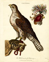 As Habilitações de Falcoaria