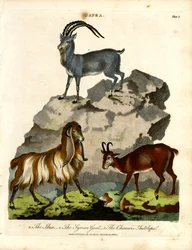 O Ibex, a cabra síria e o antílope camurça