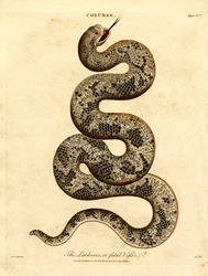 A Lachesis ou Víbora Fatal