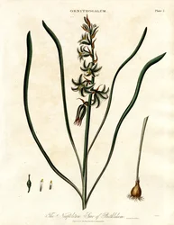 A estrela napolitana de Belém