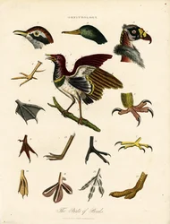As partes das aves (Ornitologia)