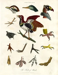 As partes das aves