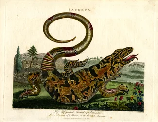 O lagarto-varano do Suriname