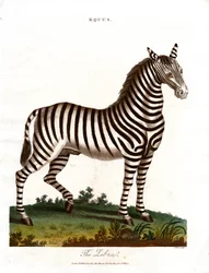 A zebra