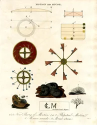 Teoria do movimento e fungos Mucor