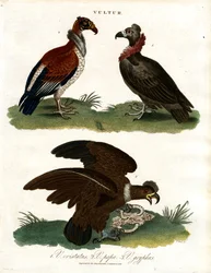 Três espécies de abutres (Vultur)
