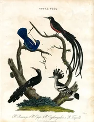 Upupa e Yunx (poupa e galinhola)