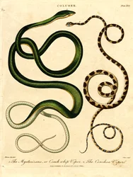 Várias espécies de serpentes