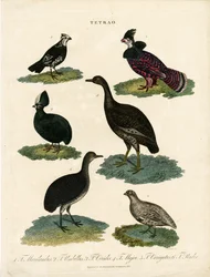 Várias espécies de galo silvestre (Tetrao)