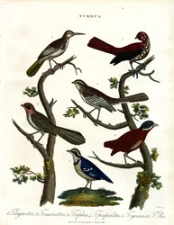 Várias espécies de tordos (Turdus)