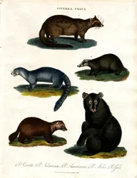 Viverra e Ursus: várias espécies de civetas e ursos