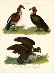 Abutres