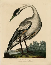 Grou branco do Japão (Ardea)