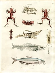 Ilustrações anatómicas zoológicas (placa 5)