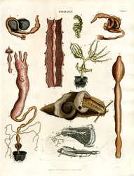Zoologia Placa I: Ilustrações Anatómicas de Vários Animais