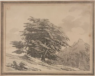 Delineamentos das Ramificações de Caráter Geral e Folhagem de Árvores Florestais: Cedro, 1789.