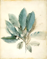 Folhas de castanheiro (caneta, tinta e aguarela sobre papel branco)