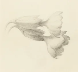 Cowslip Bells, provavelmente 1871 (grafite sobre papel tecido)