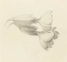 Cowslip Bells, provavelmente 1871.