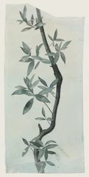 Estudo de folhas de salgueiro, c.1857 (lápis e aguarela sobre papel)