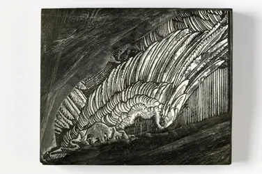"Asa" de Durer (bloco de madeira gravado)