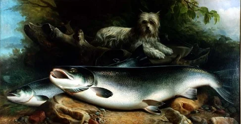 A guardar a pesca do dia; um Skye Terrier com um salmão macho e um salmão fêmea