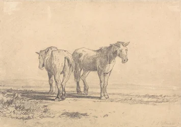 Dois cavalos velhos parados num campo