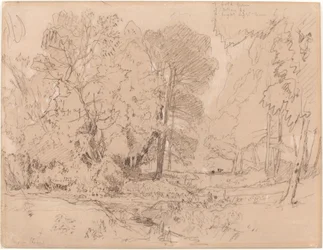 Paisagem arborizada