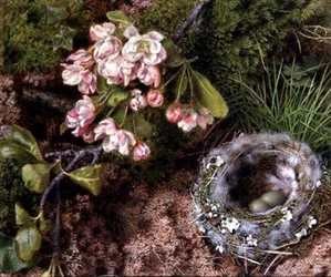 Um Ninho de Ave e Flor de Maçã