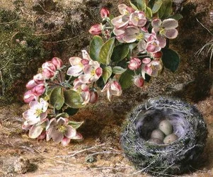 Florescer e ninho de pássaros