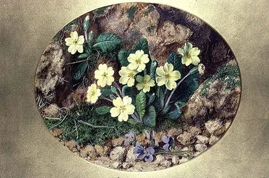 Prímulas e violetas